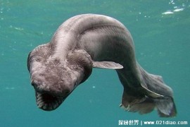  达摩鲨是深海当中的猛兽 战斗能力比较强(体长8米)