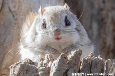 世界十大最会卖萌动物 短尾矮袋鼠比较可爱(体型...