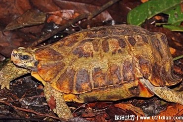 世界十大难养的陆龟 印度星龟对环境要求高(偏爱...