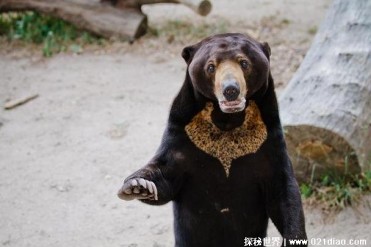 世界上体型最小的熊 马来熊体长140厘米(长相呆萌)