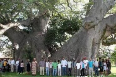 世界上最粗的树 百骑大栗树30多人才能抱住(周长5...