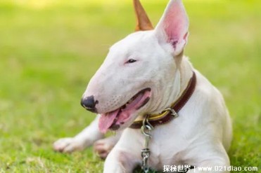 世界十大凶悍的狗 波尔多犬战斗能力很强(性格凶猛)