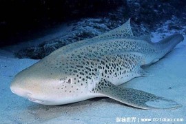 猎豹鲨被称之为海洋之王 具有独特捕猎技巧(体长6米)