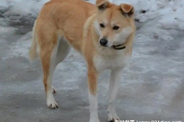 世界十大最忠诚的狗 拉布拉多寻回犬智商很高(对...