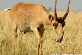  高鼻羚羊繁殖能力比较强 目前却濒临灭绝(和人类有关)