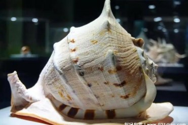 世界上最大的海螺 唐冠螺体长达到了30厘米(分布...