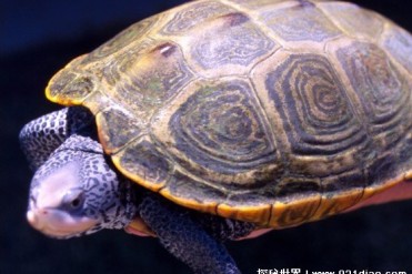 世界十大不好饲养的水龟 马来食螺龟数量很少(适...