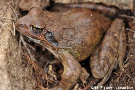  东北林蛙是典型的森林蛙类 经济价值比较高(体长72毫米)