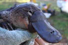  鸭嘴兽是澳大利亚的国宝 有像鸭子一样的嘴(比较奇特)