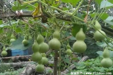 世界上结最多葫芦的葫芦藤 结出656个葫芦(比较神奇)