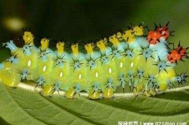 世界上最毒的毛毛虫 巨型天蚕蛾幼虫比较恐怖(生...