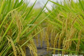  杂交水稻是伟大的发明 为人类提供粮食资源(影响比较大)