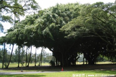 世界上最大的树冠 孟加拉榕树覆盖面积大(1万平方米)