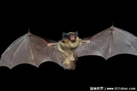   吸血蝙蝠主要吸食血液为生 也被称之为吸血鬼(适应能力强)