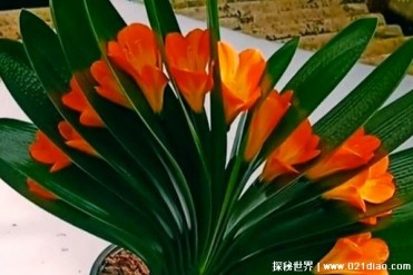 世界十大最难养的花 杜鹃花对环境要求高(观赏价...