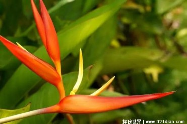 世界十大最美的植物 昙花是著名的观赏花卉(分布...