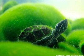  绿毛龟是我国的珍奇龟类 观赏价值比较高(喜欢阳光)
