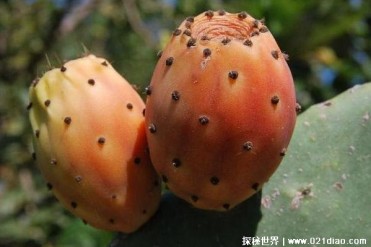 世界十大最具食用价值的植物 苜蓿营养价值高(草...