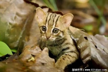 世界上最小的猫科动物 锈斑猫生性凶猛(目前禁养)