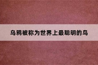 乌鸦被称为世界上最聪明的鸟