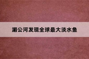 湄公河发现全球最大淡水鱼