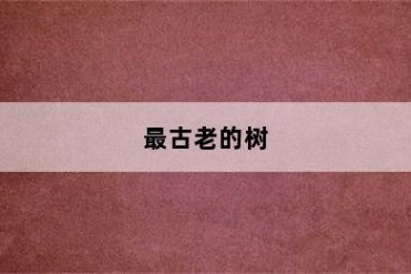 最古老的树