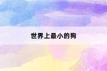 世界上最小的狗