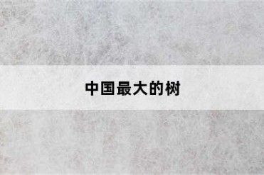中国最大的树