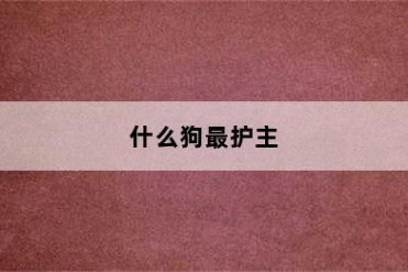 什么狗最护主