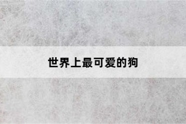 世界上最可爱的狗