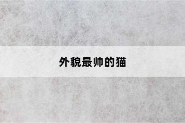 外貌最帅的猫