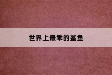 世界上最乖的鲨鱼