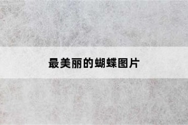 最美丽的蝴蝶图片