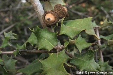 世界上最古老的树是什么树 如今树龄已经超过了13...