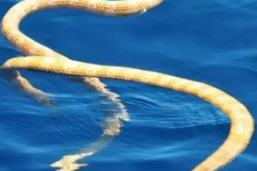 世界上毒性最强的海蛇 生活在海平面80米的珊瑚礁...