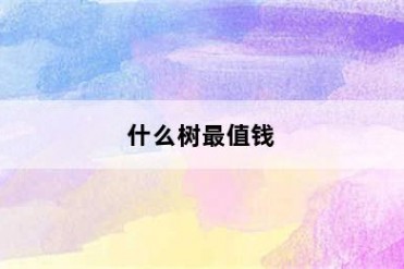 什么树最值钱