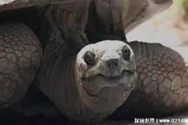  寿命最长的乌龟是哪种 活了256年送走3个饲养员（属亚达伯拉象龟）