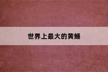 世界上最大的黄鳝