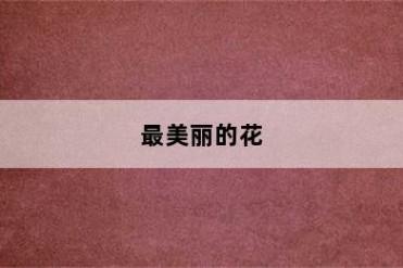 最美丽的花