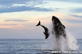  南非海岸大白鲨集体消失 科学家怀疑是哪种动物的所为（虎鲸）