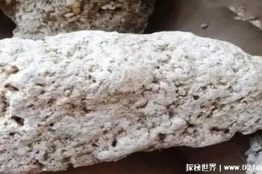 世界上最贵的粪便是什么 一斤价值上百万比黄金还...