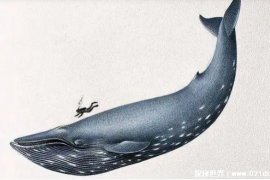  5亿年的淡水鱼王是什么 曾经是长江霸主（长江鲟）