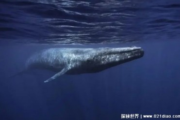 地球最大的蓝鲸是造粪机器吗（是）