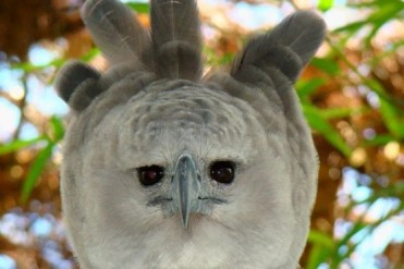 巨大的切呆萌的猛禽 哈比鹰的生活方式(巨大猛禽)