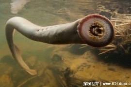  恐怖的七鳃鳗 是怎样的一种生物（海洋怪物）