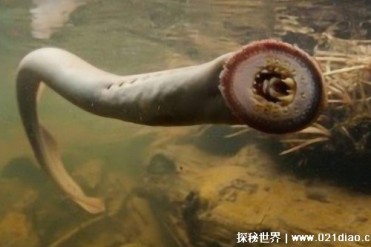 恐怖的七鳃鳗 是怎样的一种生物（海洋怪物）