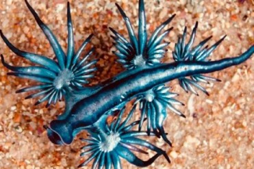 蓝色死神海蛞蝓 毒性外表与生存之谜（剧毒生物）