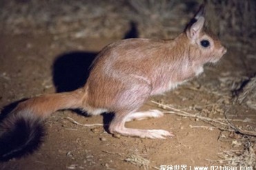 沙漠之舞跳鼠 如何在极端环境生存(跳鼠)