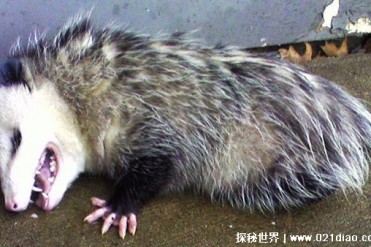 经常装死的动物 被誉为动物界奥斯卡影帝(水负鼠)