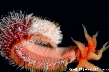 生活在岩浆中的生命 完全不惧怕炎热(庞贝蠕虫)